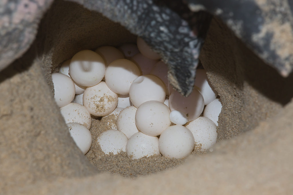 sea-turtle-eggs