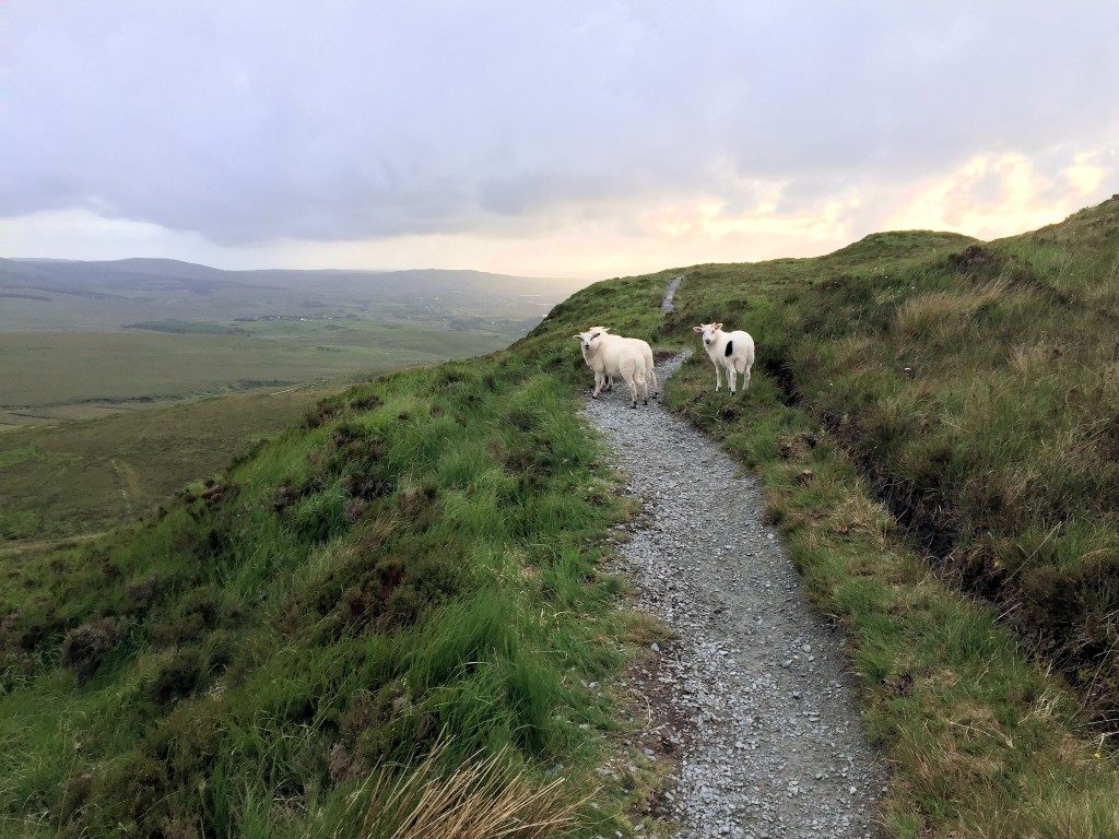 sheep-on-diamond-hill